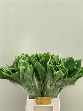 <h4>Hosta Undulata Albom</h4>