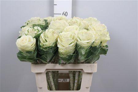 <h4>Brass White Crane</h4>