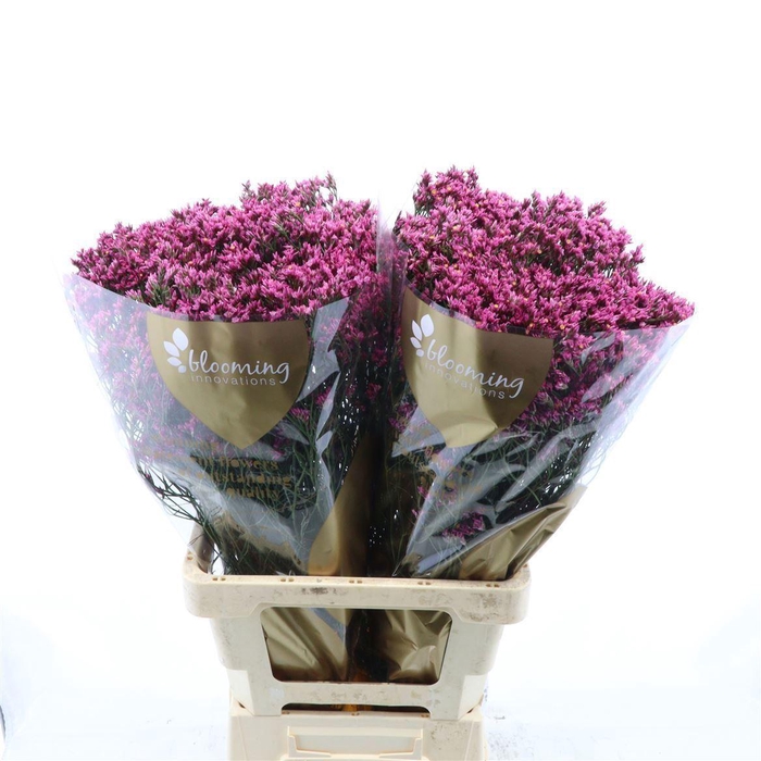 <h4>LIMONIUM SINENSE 'TIFFANY DIAMOND'</h4>