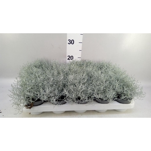 Leucophyta brownii