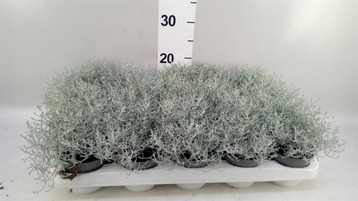<h4>Leucophyta brownii</h4>