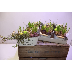 arr8 Arr Bol Knol In Zinken Bak Ovaal