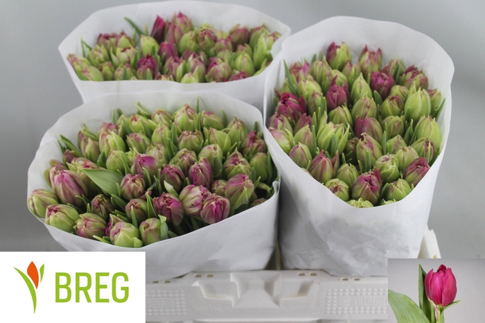 <h4>TU DU MARGARITA</h4>