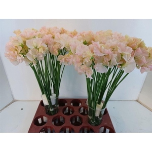 Lathyr Romance Salmon