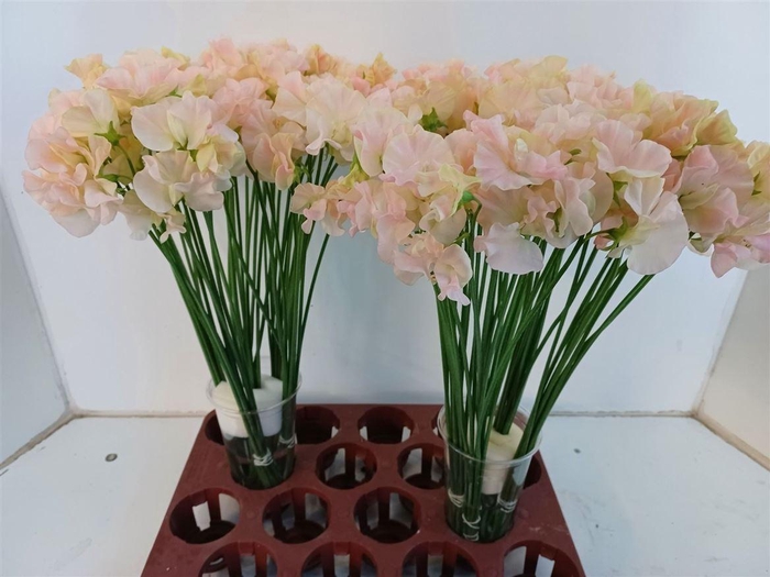 <h4>Lathyr Romance Salmon</h4>