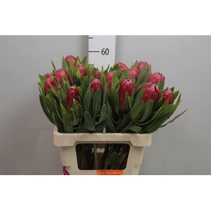 Protea Brenda