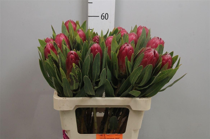 <h4>Protea Brenda</h4>