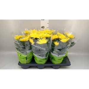 Chrysanthemum  'Anastasia Sunny'