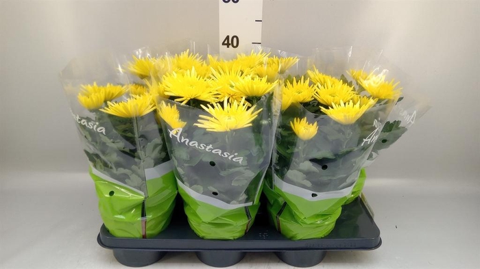 <h4>Chrysanthemum  'Anastasia Sunny'</h4>