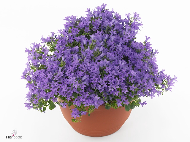 Campanula port. Campala Iris