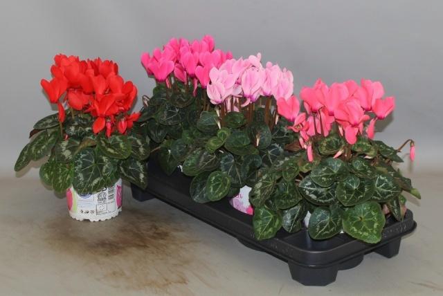 <h4>CYCL GR SUP XL</h4>