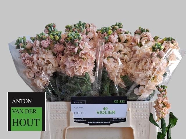 <h4>MATTH IRON APRICOT</h4>