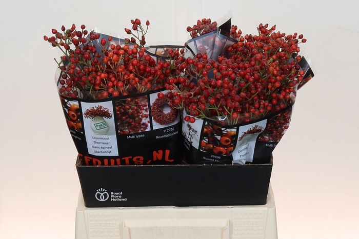 <h4>ROSA ROSEFR ELITE</h4>