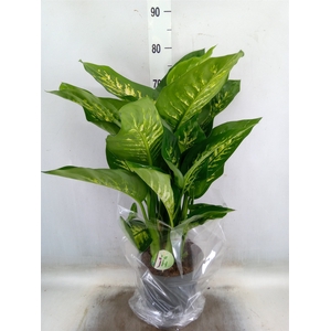 Dieffenbachia seg. 'Reeva'