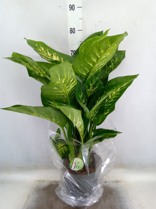 <h4>Dieffenbachia seg. 'Reeva'</h4>