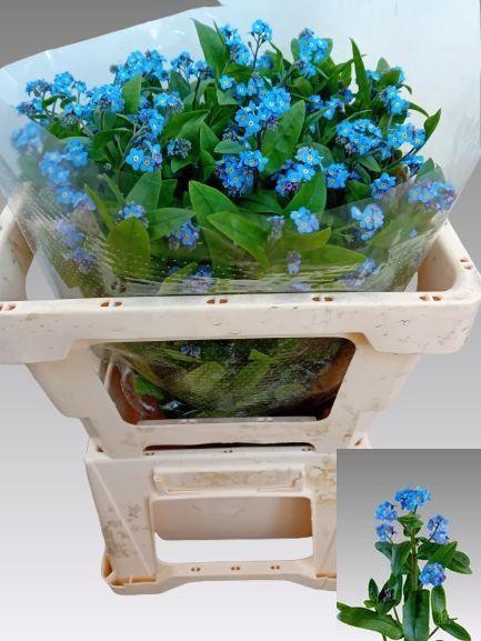 <h4>MYOS AL BLUE MEMORY</h4>