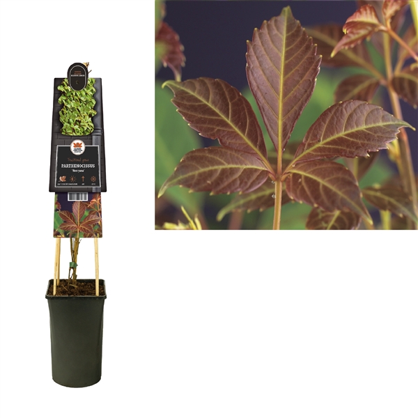 <h4>Parthenocissus 'Henryana' +3.0 label</h4>