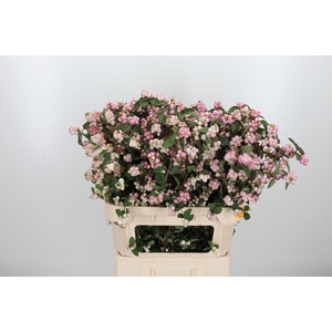 Symphoricarpos Charm Fantasy