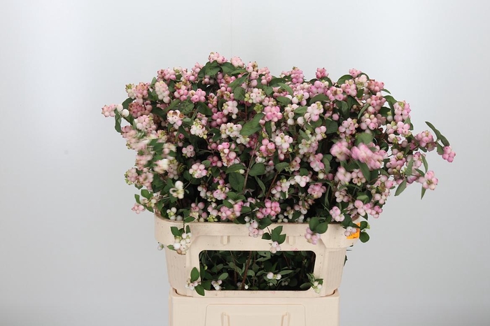 <h4>Symphoricarpos Charm Fantasy</h4>