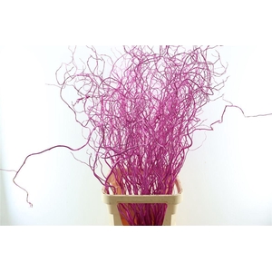 Salix Curls Klbh Cerise