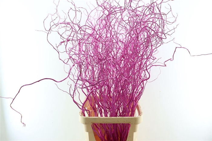 <h4>Salix Curls Klbh Cerise</h4>