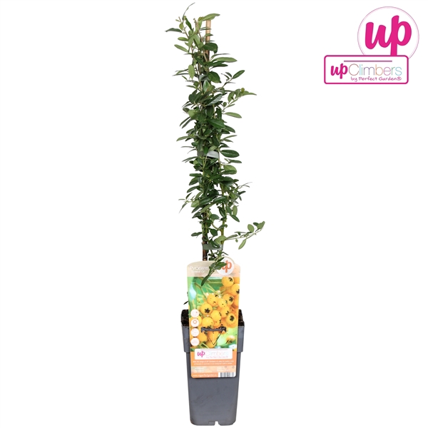 <h4>Pyracantha Soleil dOr P15</h4>