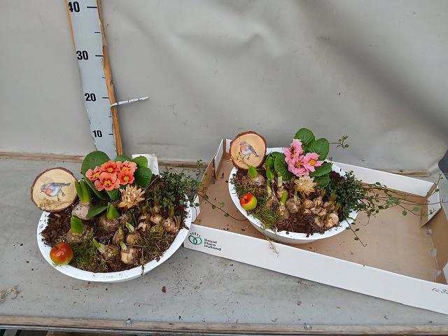 <h4>ARR BOL KNOLGEWAS</h4>