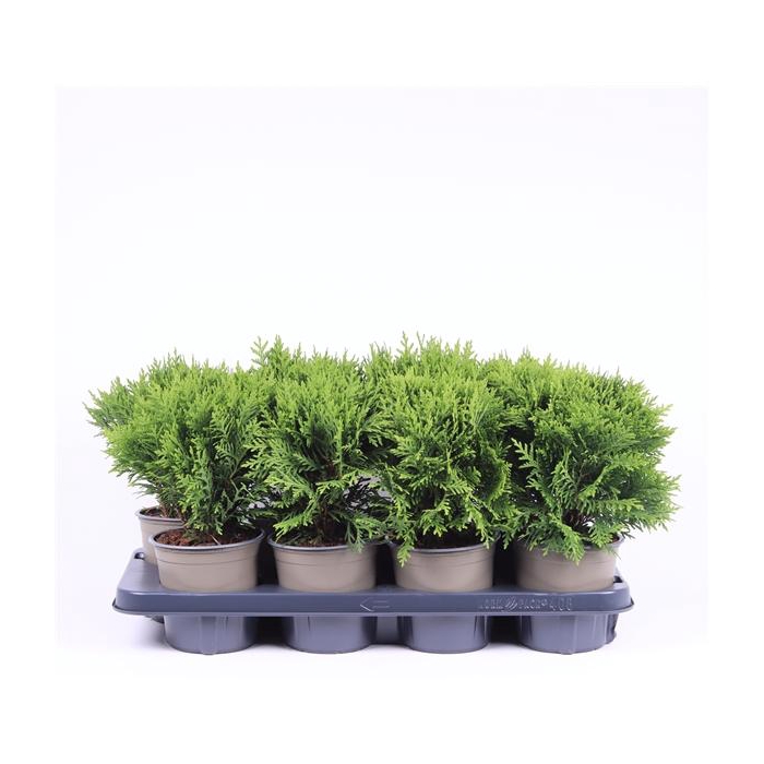 <h4>Thuja occidentalis 'Danica'</h4>