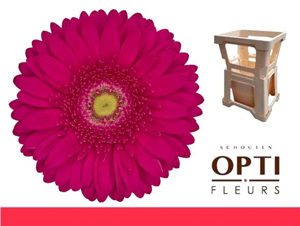 <h4>Gerbera Riley Water</h4>