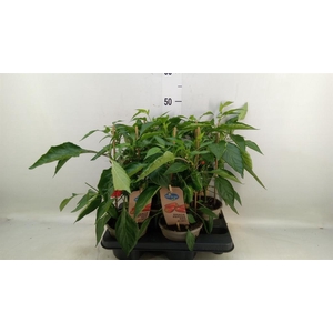 Capsicum annuum   ...paprika