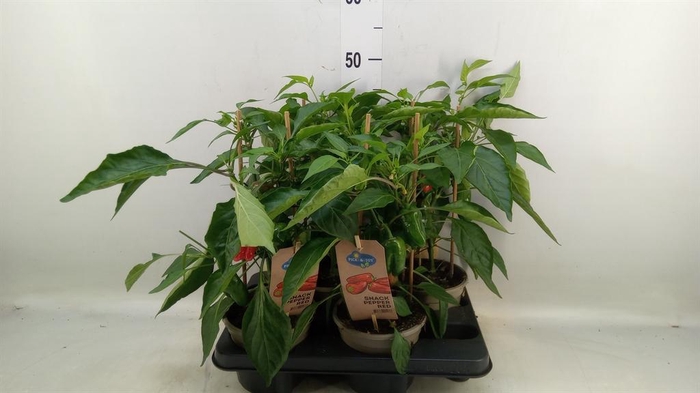 <h4>Capsicum annuum   ...paprika</h4>