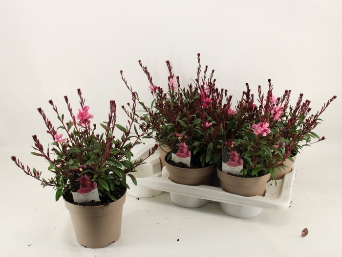 <h4>GAUR LI GAUDI ROSE</h4>