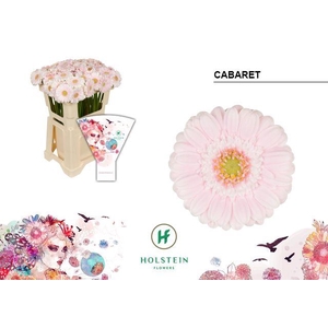 GE MI CABARET EMMER HOES X80