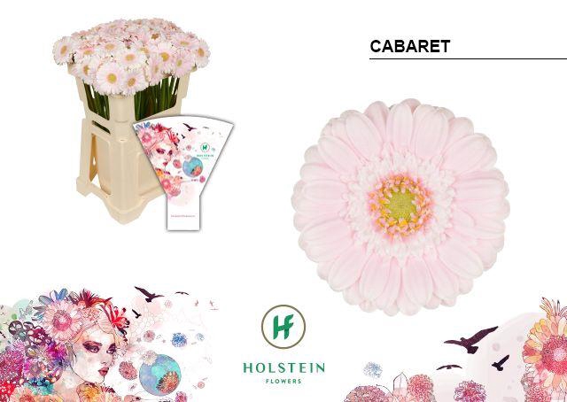 <h4>GE MI CABARET EMMER HOES X80</h4>