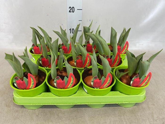 <h4>Tulipa   ...</h4>