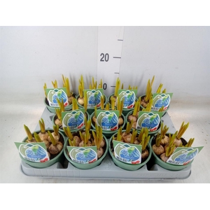 Muscari  'Magic Ocean'