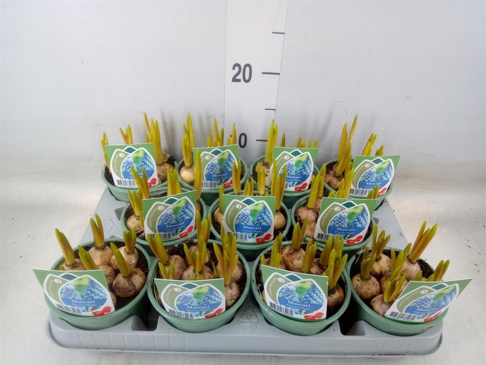 <h4>Muscari  'Magic Ocean'</h4>