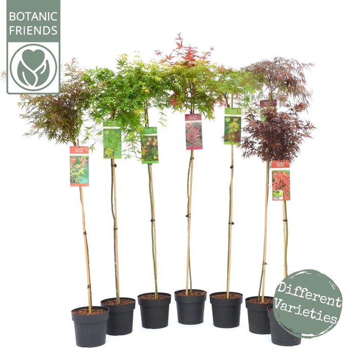 <h4>Acer palmatum</h4>