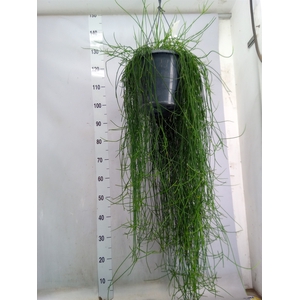 Rhipsalis floccosa