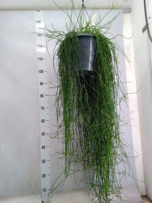 <h4>Rhipsalis floccosa</h4>