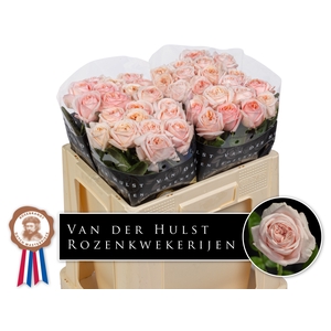 R Gr Tres Jolie Hulst