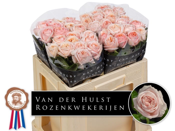 <h4>R Gr Tres Jolie Hulst</h4>