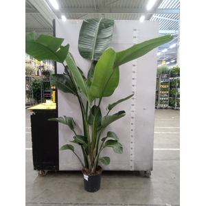 Strelitzia nicolai