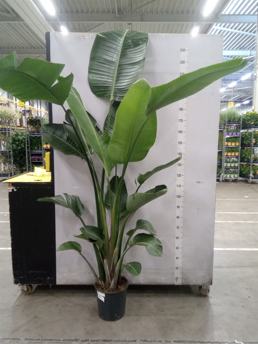 <h4>Strelitzia nicolai</h4>