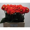 Dahlia Orange Fox