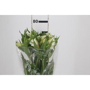 ALSTROEMERIA WHITNEY 080 CM