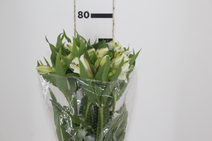 <h4>ALSTROEMERIA WHITNEY 080 CM</h4>