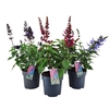 Salvia Salgoon gemengd