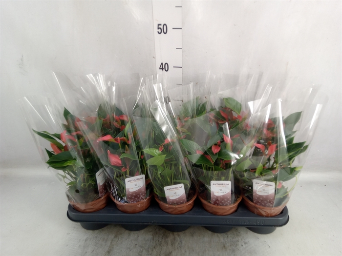 <h4>Anthurium  'Trillions Red'</h4>