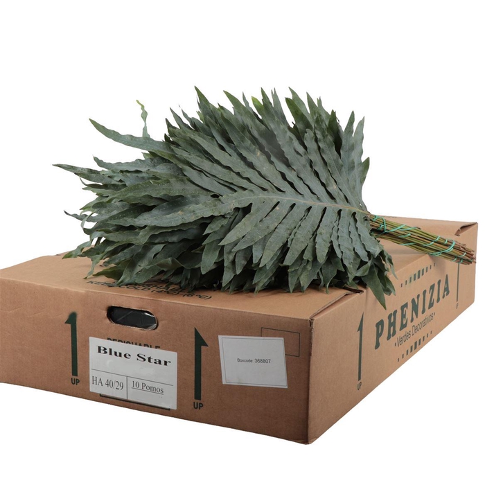 <h4>Phlebodium Blue Star</h4>